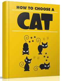 How to Choose A Cat small